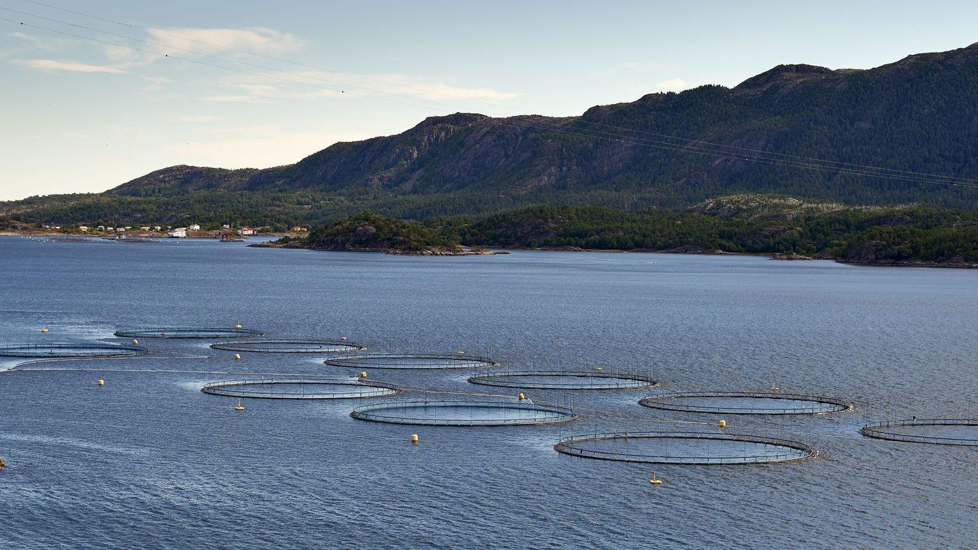 Circular net pens of a marine fish farm seen from above